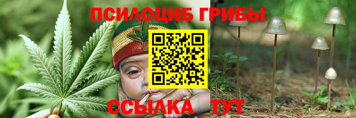 Сорочинск  Псилоцибиновые грибы Psilocybe  Вход с VPN 